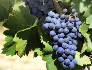 Uva Tempranillo DO Ribera del Duero